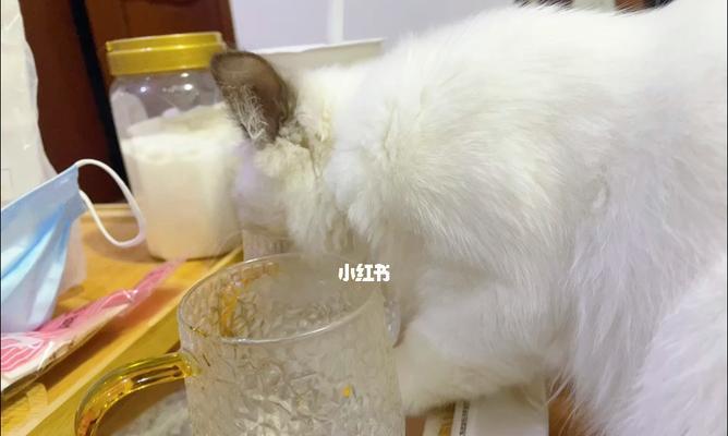 如何引导猫猫多喝水？有效方法有哪些？